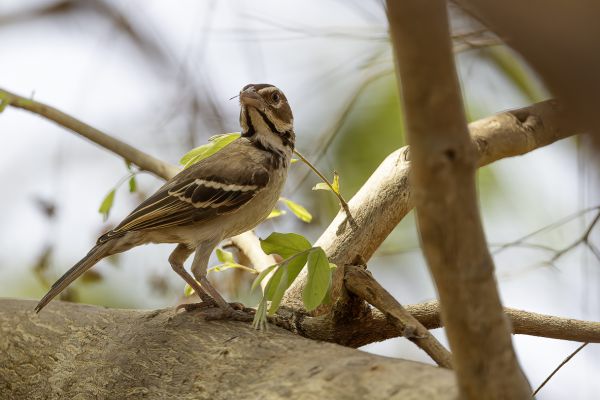Chestnut-crowned Sparrow-Weaver