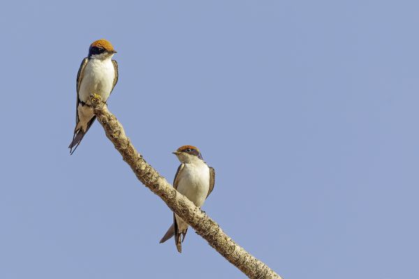 Wire-tailed_Swallow