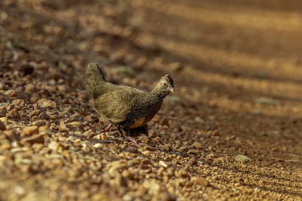Stone Partridge