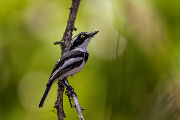 Senegal Batis