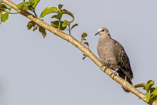 Mourning Collared Dove