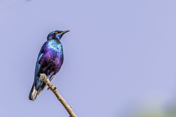 Purple Glossy-Starling