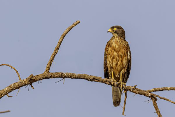 Grasshopper Buzzard