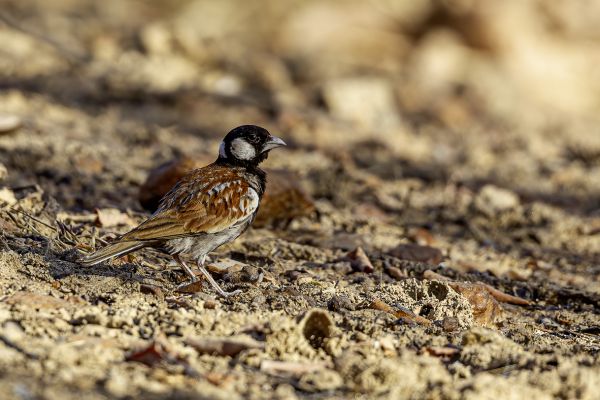 Chestnut-backed Sparrow-Lark