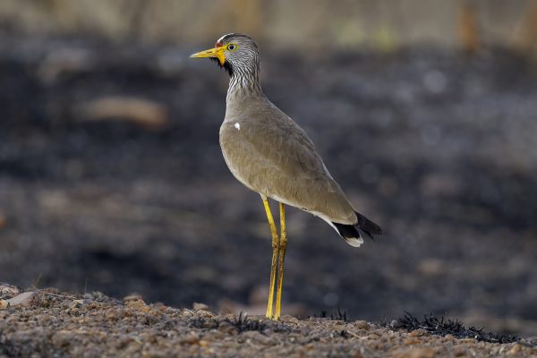 Wattled Lapwing