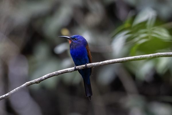 Blue-headed Bee-eater