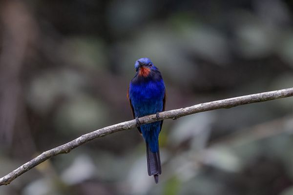 Blue-headed Bee-eater
