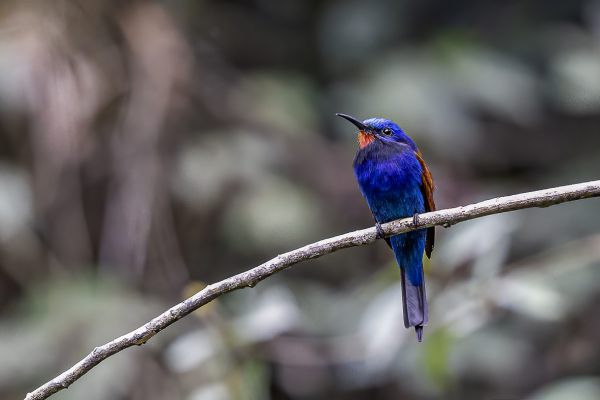 Blue-headed Bee-eater