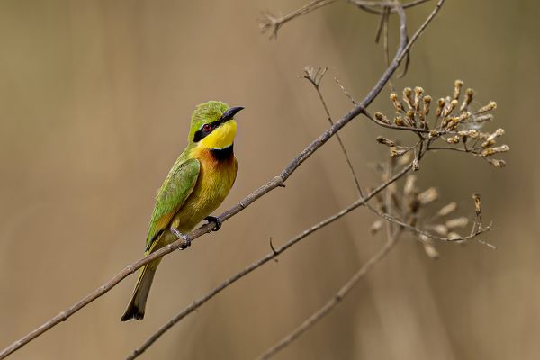Little Bee-eater