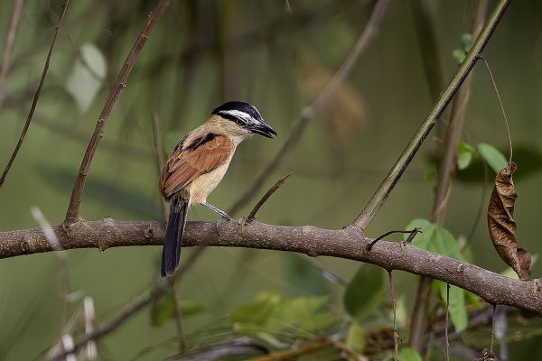 Black-crowned Tchagra