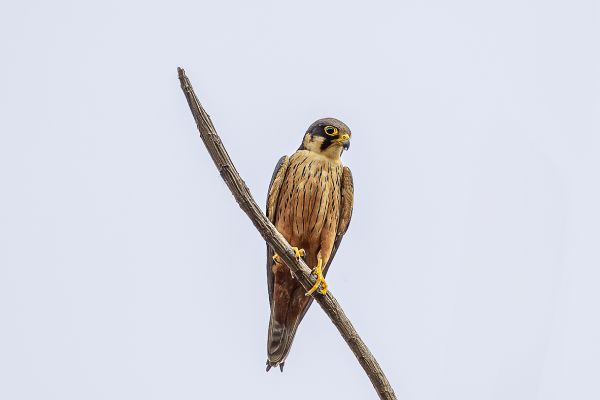 African Hobby
