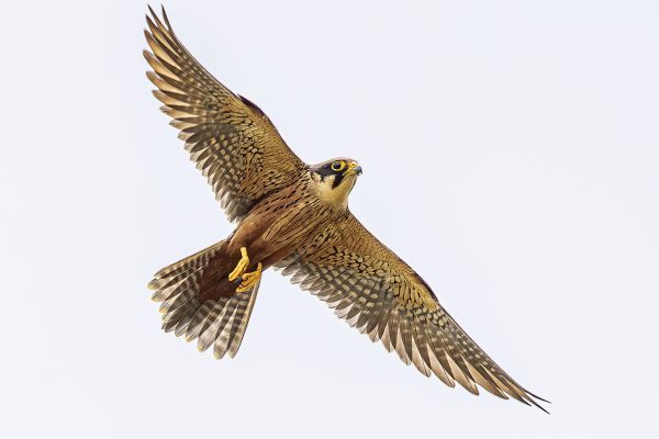 African Hobby