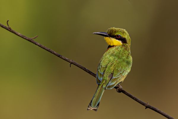 Little Bee-eater