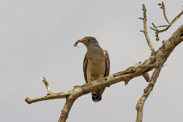 African cuckoo