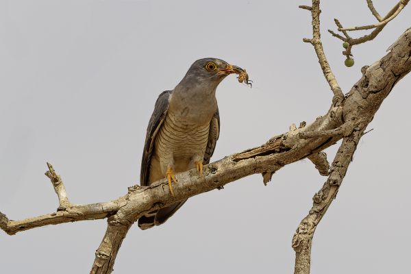 African cuckoo