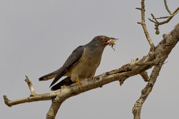 African cuckoo
