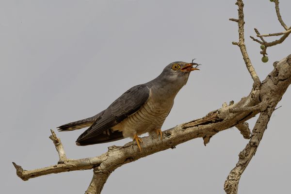 African cuckoo