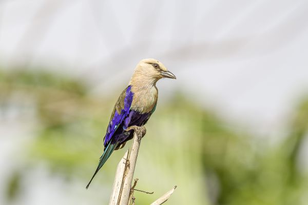 Blue-bellied Roller
