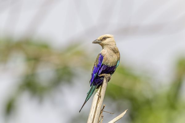Blue-bellied Roller