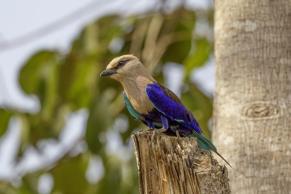Blue-bellied Roller