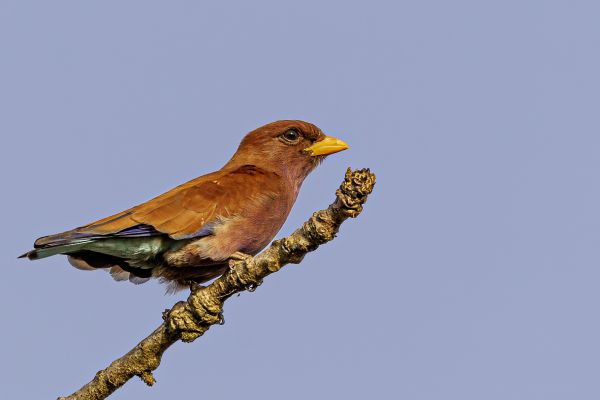 Broad-billed Roller