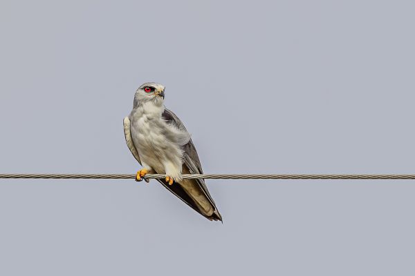 Black-shouldered Kite