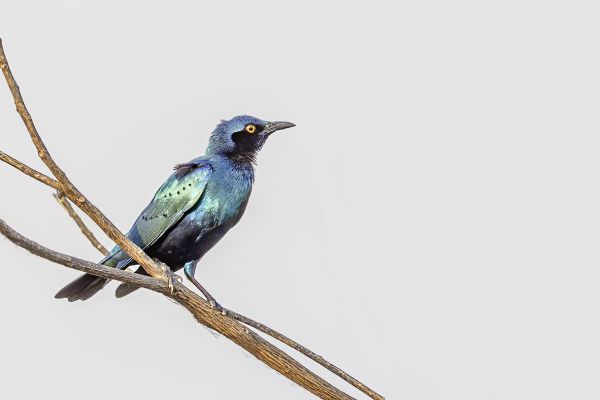 Greater Blue-eared Glossy-Starling