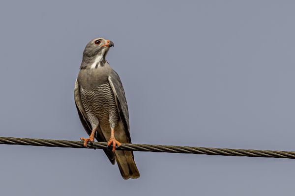 Lizard Buzzard