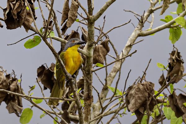 Grey-headed bushshrike
