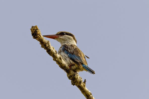 Striped Kingfisher