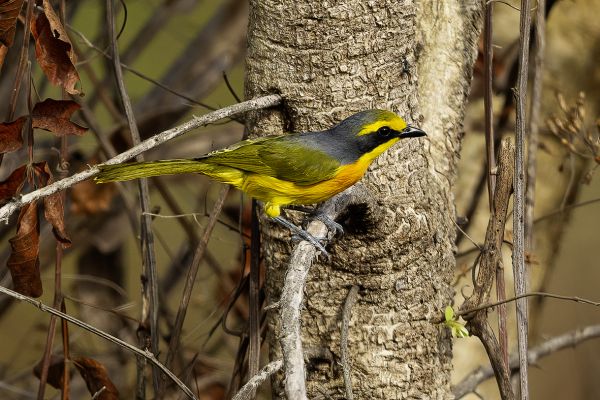 Sulphur-breasted Bushshrike