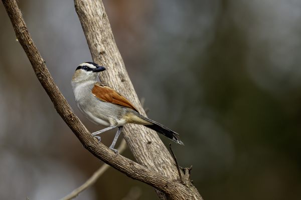 Sulphur-breasted Bushshrike