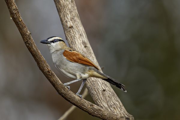 Sulphur-breasted Bushshrike