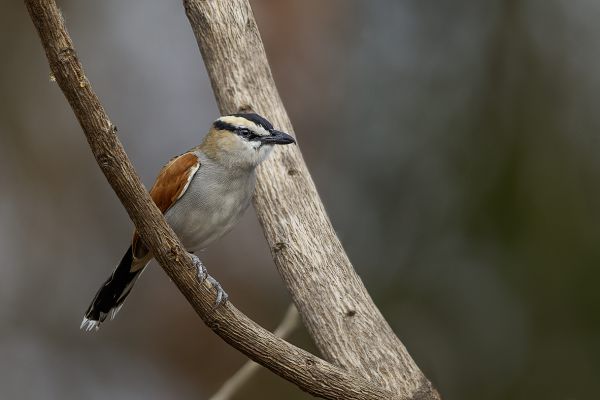 Sulphur-breasted Bushshrike