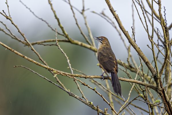 Moustached grass warbler