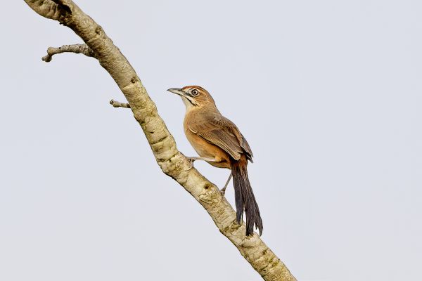 Moustached grass warbler