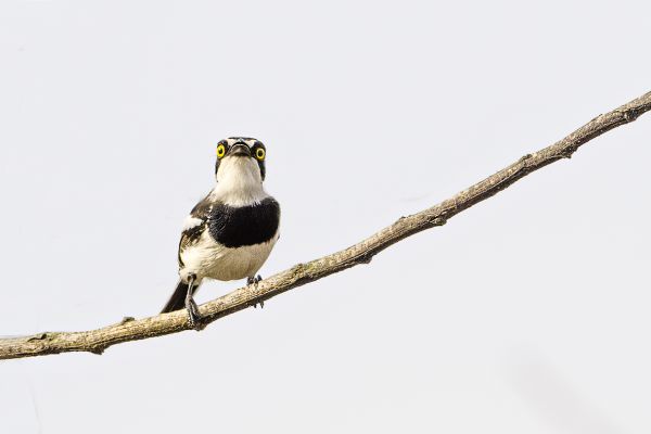 West African Batis