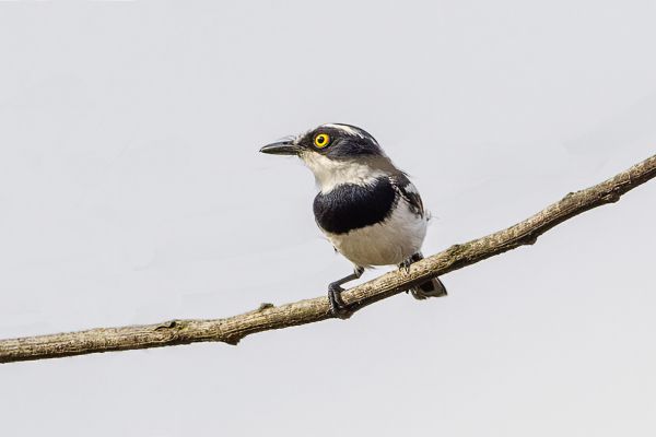 West African Batis
