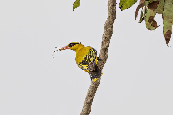 Eurasian Golden-Oriole
