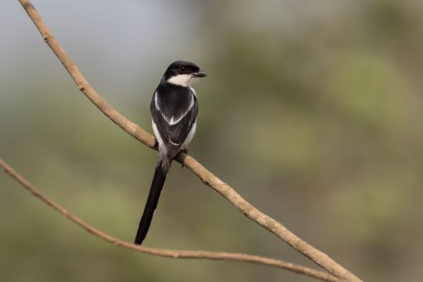 Southern Fiscal (South African)
