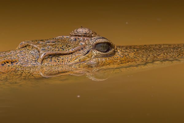 Crocodile