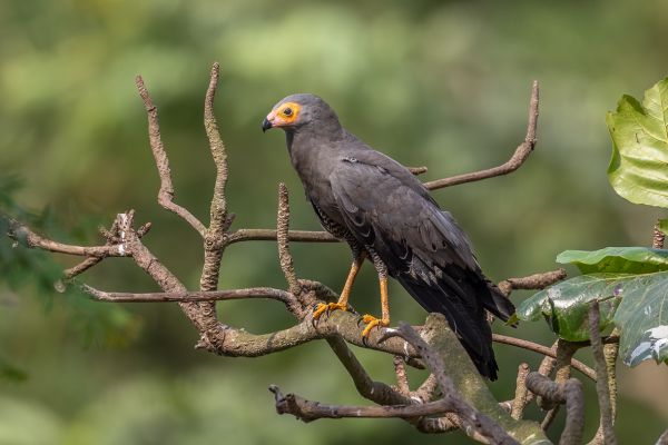 African Harrier-Hawk