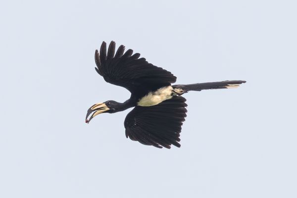 African Pied Hornbill