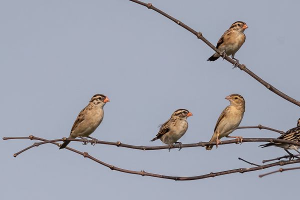 Pin-tailed Whydah