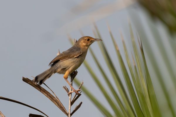 Red-winged Warbler
