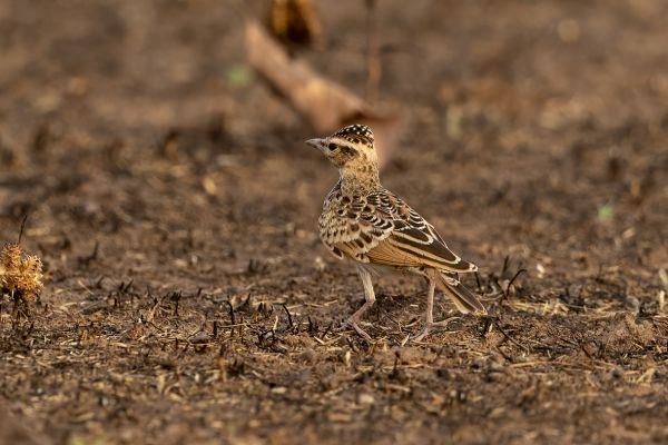Singing Lark