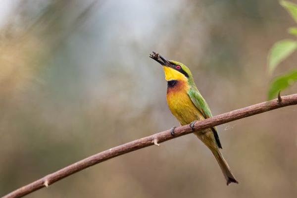 Little Bee-eater