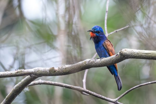 Blue-headed Bee-eater