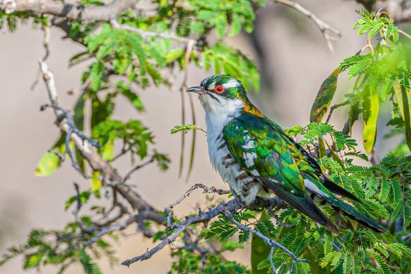 Dideric Cuckoo