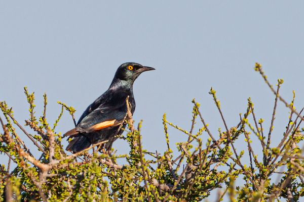 Pale-winged Starling